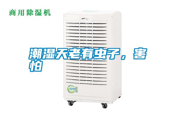 潮濕天老有蟲子，害怕