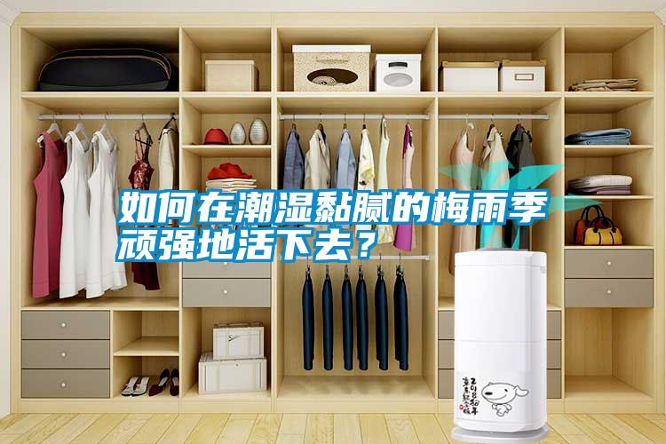 如何在潮濕黏膩的梅雨季頑強(qiáng)地活下去？