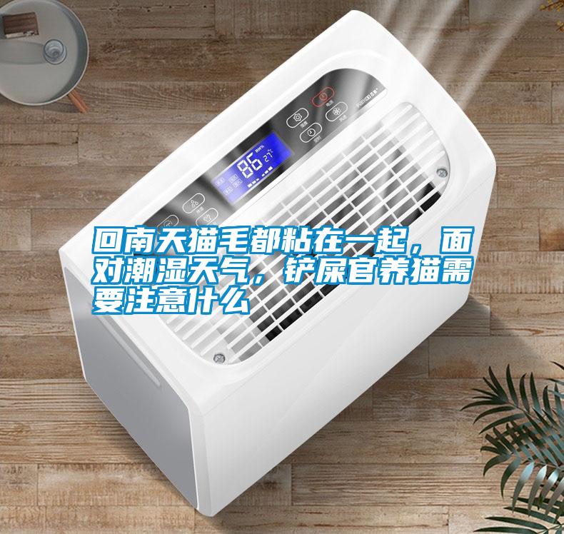 回南天貓毛都粘在一起，面對潮濕天氣，鏟屎官養(yǎng)貓需要注意什么