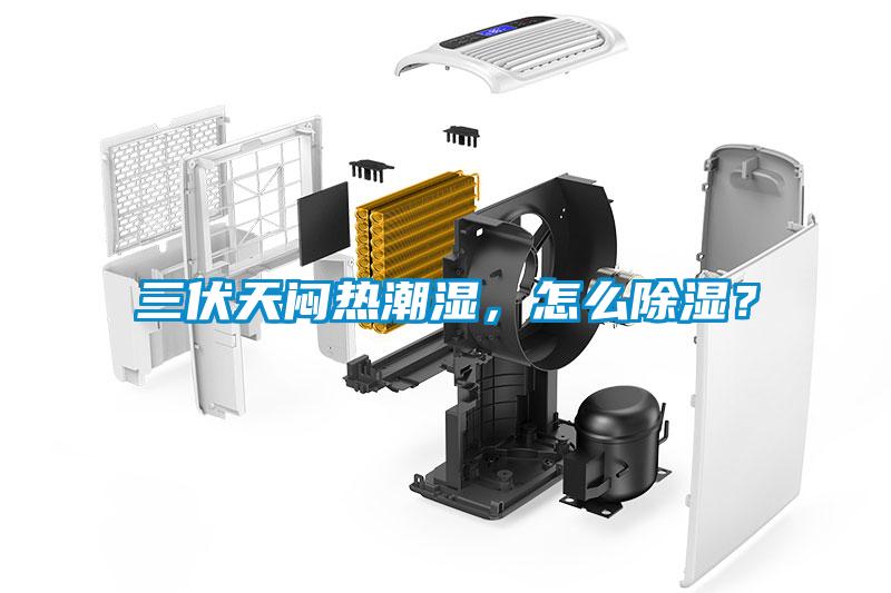 三伏天悶熱潮濕，怎么除濕？