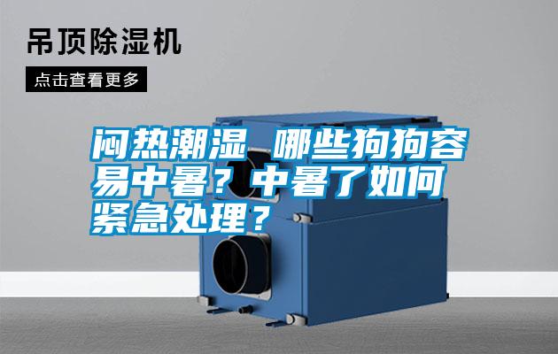 悶熱潮濕 哪些狗狗容易中暑？中暑了如何緊急處理？