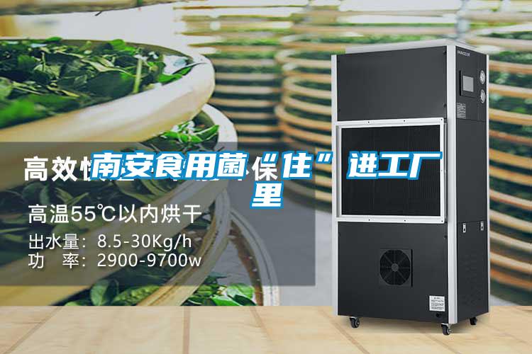 南安食用菌“住”進(jìn)工廠(chǎng)里