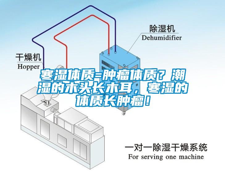 寒濕體質=腫瘤體質？潮濕的木頭長木耳，寒濕的體質長腫瘤！