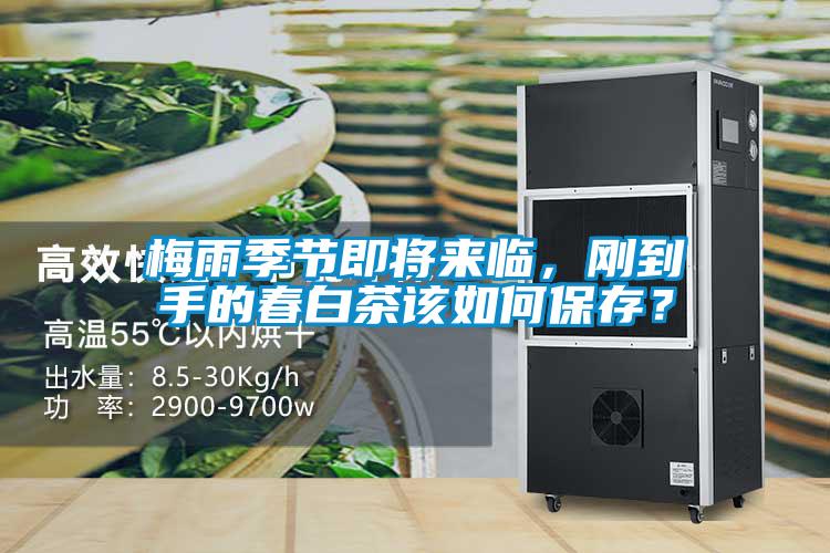 梅雨季節(jié)即將來臨，剛到手的春白茶該如何保存？