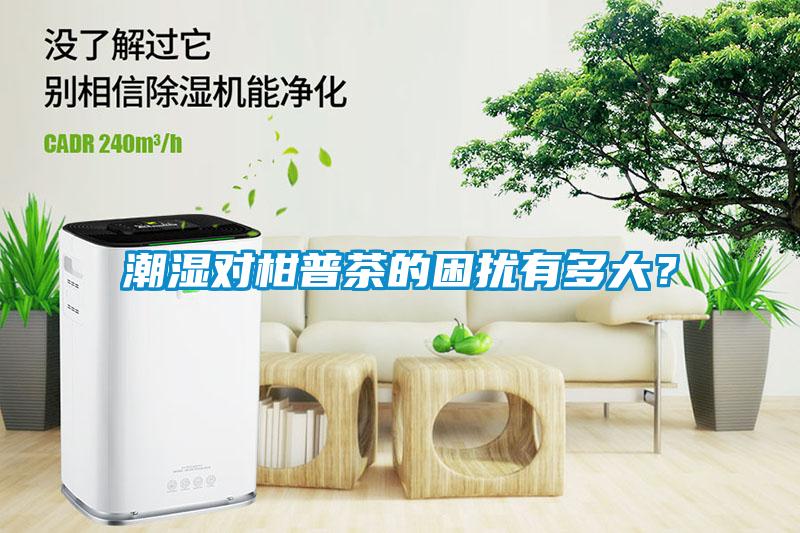 潮濕對柑普茶的困擾有多大？