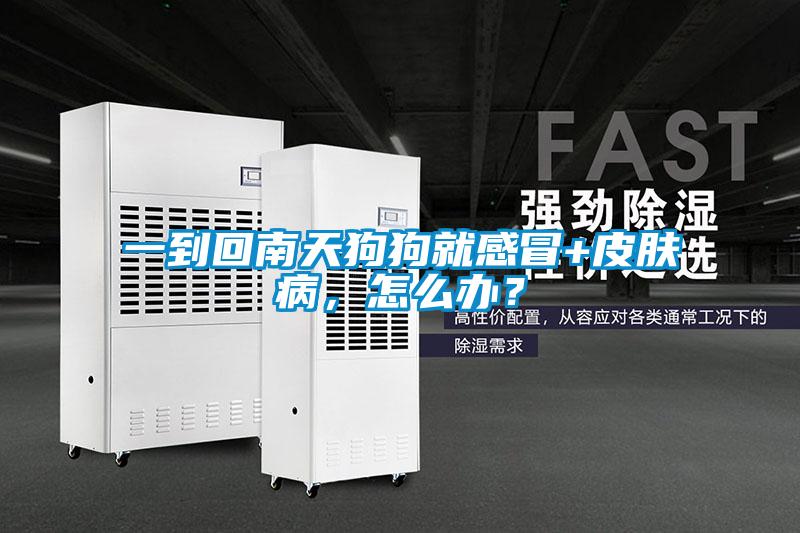 一到回南天狗狗就感冒+皮膚病，怎么辦？