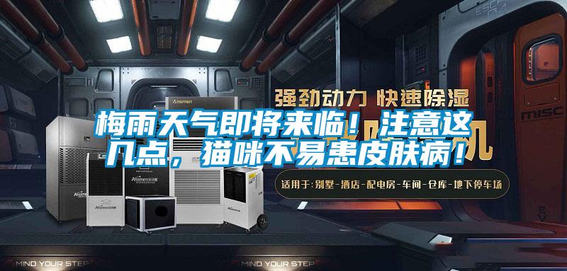 梅雨天氣即將來臨！注意這幾點，貓咪不易患皮膚病！
