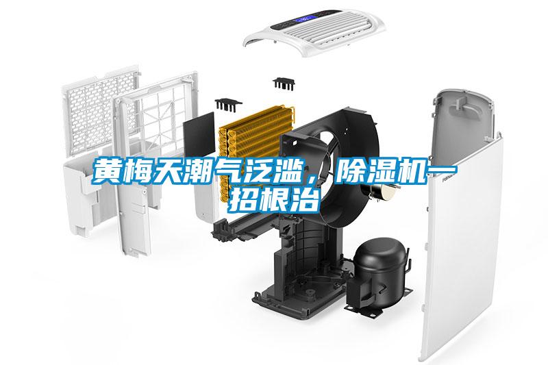 黃梅天潮氣泛濫，除濕機一招根治