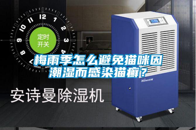 梅雨季怎么避免貓咪因潮濕而感染貓癬？