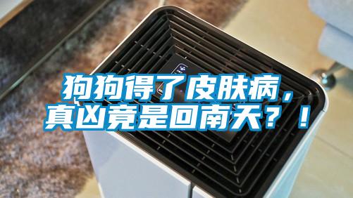 狗狗得了皮膚病，真兇竟是回南天？！