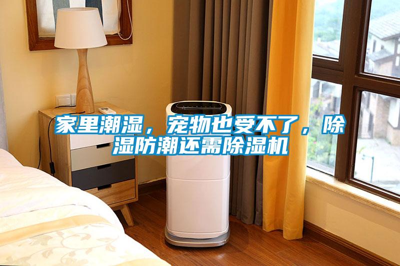 家里潮濕，寵物也受不了，除濕防潮還需除濕機(jī)