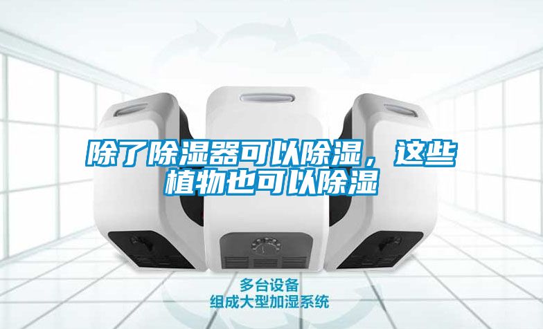 除了除濕器可以除濕，這些植物也可以除濕